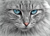 världens dyraste katt