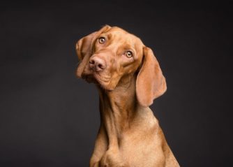 vilken hund är jag